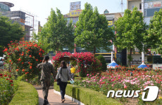 원주 단계동에 장미향 가득