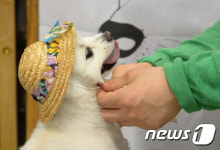 애견도 패션시대