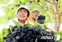 검붉은 오디 맛보세요