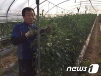 보은군 수한면 토마토 재배농가 수확 한창