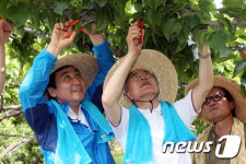 배나무밭 열매솎기 작업하는 문재인-이종걸