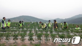 [단신]전북농협, 고창 용반마을서 농촌일손돕기