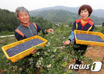 [풍경] 유기농 재배 지리산 산청 블루베리 수확 시작