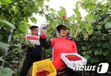 수확의 기쁨
