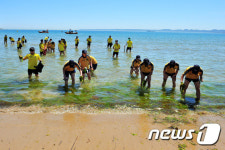 해초 수거 작전 중인 해경