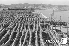 고성 명태 1980년대 풍어시대 다시 올까?