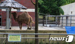 낙타, 메르스 안전해요…광주 우치공원 등 44두 음성