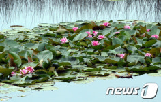 물 위 연꽃 활짝