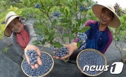 보랏빛 신의 선물 블루베리 수확