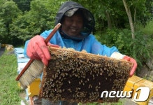 거창군, 밤꿀 채밀