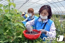 순창 메르스 격리 마을 일손 돕기