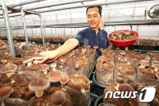 톱밥 표고버섯 재배