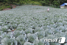 가뭄 이겨내고 자라나는 배추
