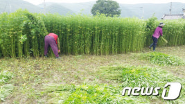 안동 금소마을서 안동포 원료 대마 수확 한창