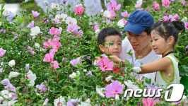무궁화 중심도시 홍천군… 8월까지 무궁화 양묘장 일부 개방