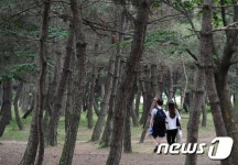 소나무 숲에서 힐링하세요