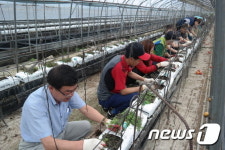 강원도의회사무처, 영농 일손돕기 나섰다