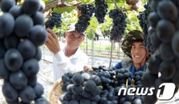 포도 수확에 분주한 손길