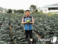 제천 사보이 양배추…새 소득원 역할 톡톡