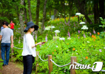 함백산 야생화 축제위…한국축제박람회 홍보 나서