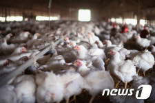 강원 횡성군서 양계장 화재로 닭 2만마리 소사