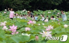 여기는 연꽃 세상