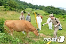 의료봉사하는 해군-서울대 수의학과 학생들