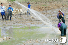 강원 피라니아 저수지 물 퍼냈더니 피래미만…수색 종결(종합2보)