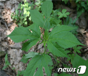 원주환경청, 14일 광포호 생태계교란종 제거작업