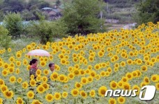 주민들이 가꾼 해바라기 마을