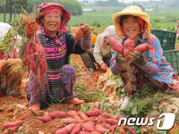 [단신]해남1호 꿀고구마 첫 수확