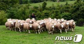 대관령 목장의 양몰이