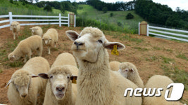 정선 양떼목장 본격 개장