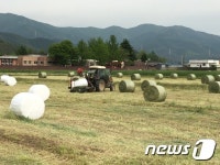 울주군 사료작물 수단그라스 24일 첫 수확