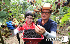 산청 ‘슈퍼복분자’ 블랙베리 수확
