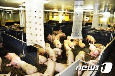 양돈농가 비닐닥터와 여름나기