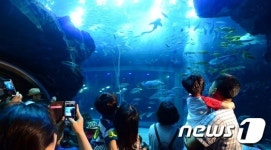 신나는 공연 해양의 서커스