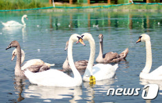 새끼 보살피는 어미 혹고니