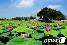 [화보]호남제일정(湖南第一亭) 정읍 피향정 연꽃 만발