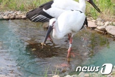 예산황새공원, 개원 2달여 만에 관람객 1만여명 돌파