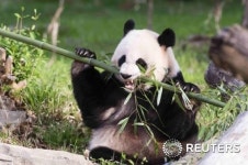 美 판다 메이샹 위대한 엄마…쌍둥이 출산 겹경사