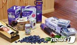 [강원의 재발견⑩]새콤달콤 블루베리 산업 선두주자…화천 채향원