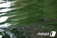 경기도, ‘과산화수소’로 녹조엽록소 파괴해 녹조문제 해결