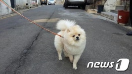 목줄-가슴줄, 반려견에게 어느 줄이 더 좋을까?