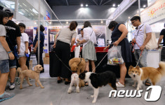 물 만난 강아지들