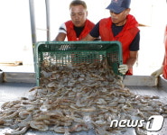 태안 명품 가을 대하 대풍… 미식가 발길 이어져