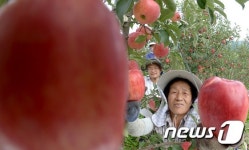 잘 익은 홍로사과 맛보세요
