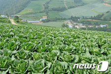 ‘고랭지 배추 수확 체험하자’…왕산면 대기리, 소비자 초청행사
