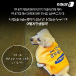 [펫카드]화제의 스타견 ‘봄이’는 누구?