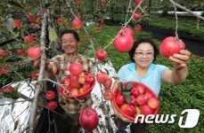 탐스러운 지리산 꿀사과